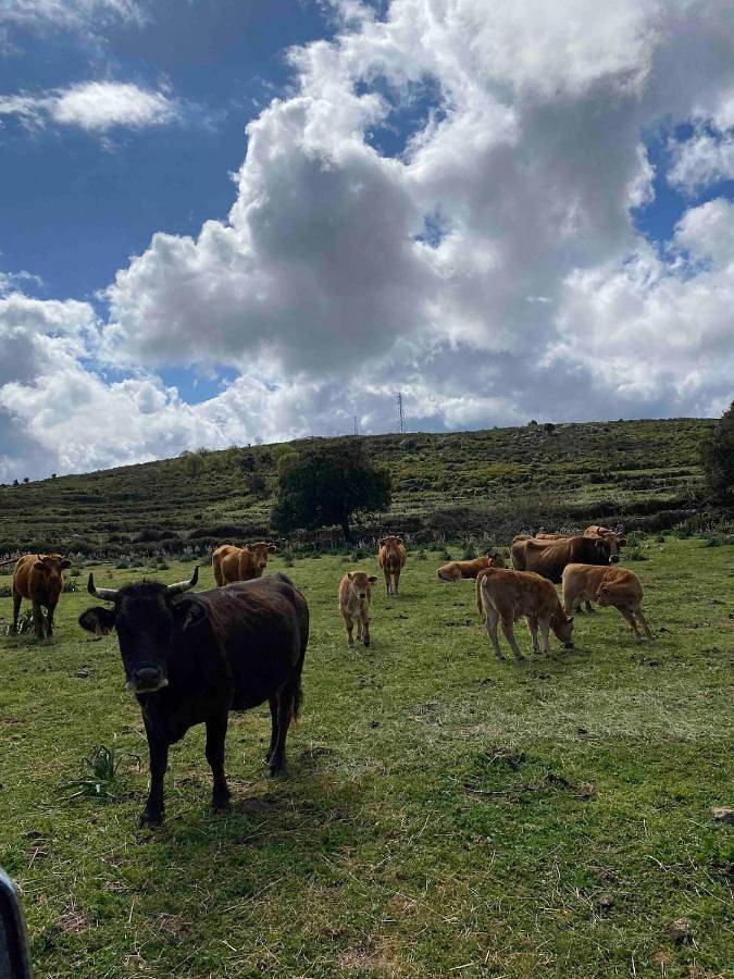 Gîte pour 6 personnes, avec piscine ainsi que jardin et vue à Lavatoggio - 2