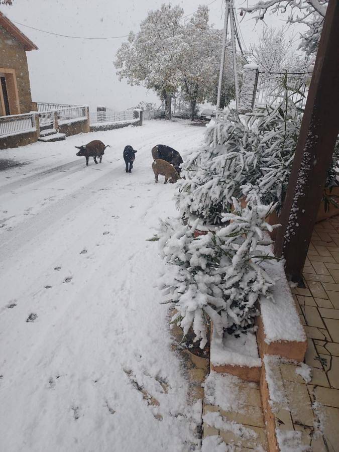 Hôtel pour 2 personnes, avec vue et terrasse, animaux acceptés à Évisa - 3