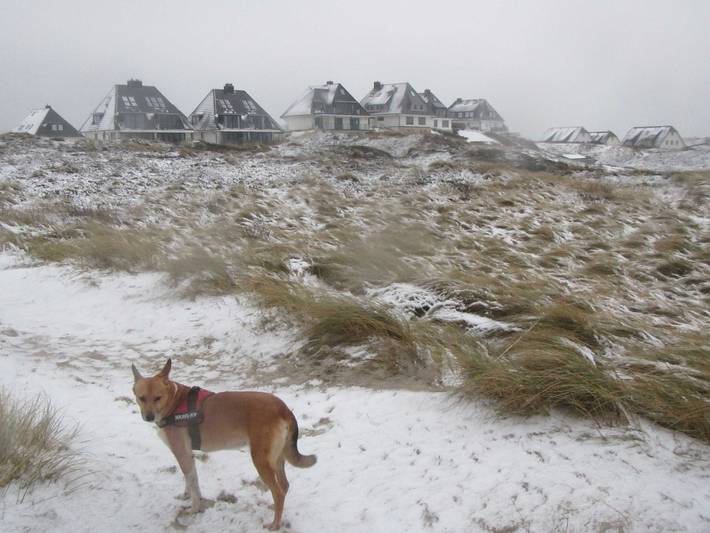 Ferienwohnung für 4 Personen, mit Terrasse, mit Haustier - 1