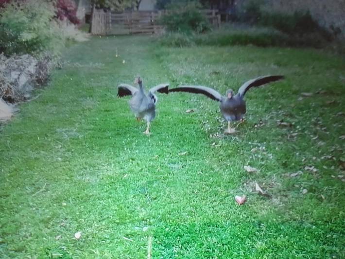 Location de vacances pour 3 personnes, avec terrasse et jardin, animaux acceptés à Troo - 2