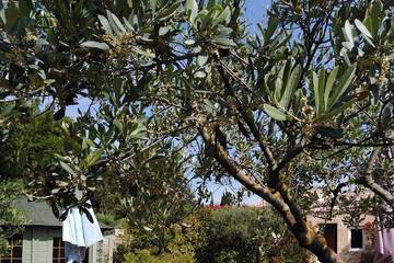 Gîte pour 6 personnes, avec jardin et terrasse, animaux acceptés dans Le Gardon A Collias Collias