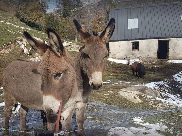 Ganze Wohnung, Camping Les Tilleuls - Tiny house 2 personen - Iris-Hütte in Gèdre, Gavarnie-Gèdre