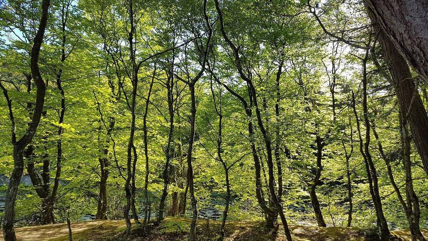 Ferienhaus für 11 Personen, mit Whirlpool und Terrasse sowie Sauna, mit Haustier in Aalbæk - 4
