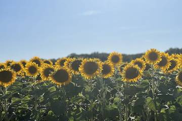 Mobil home pour 6 personnes à Saint-Chéron