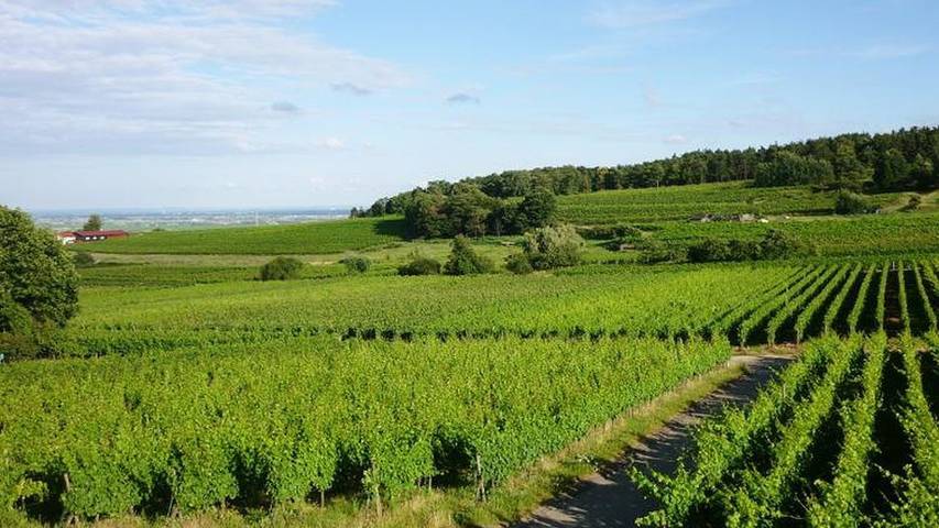 Ferienwohnung für 6 Personen, mit Balkon in Deutsche Weinstraße - 2