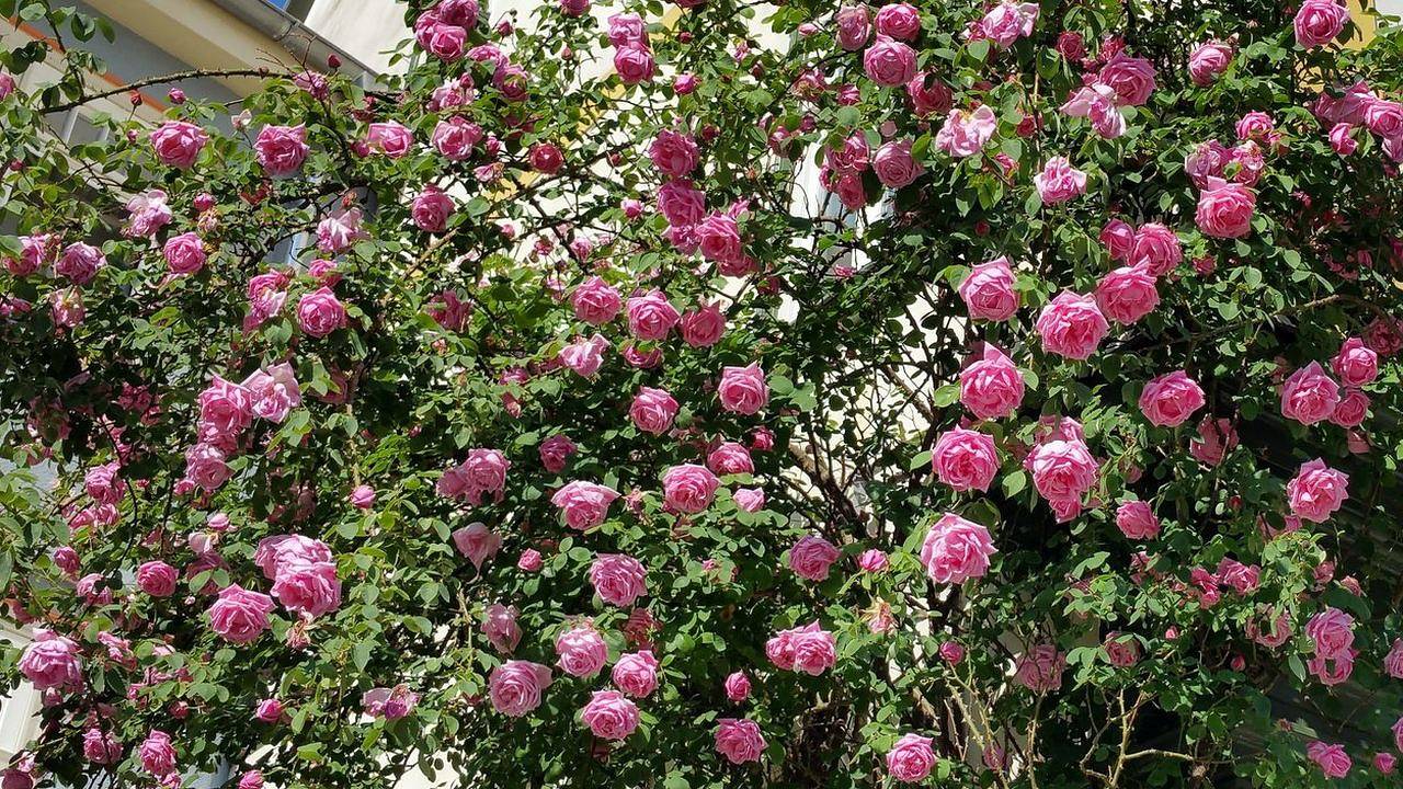 Ganze Ferienwohnung, Ferienwohnung für 4 Personen (68 m²) in Bad Langensalza in Bad Langensalza, Unstrut-Hainich-Kreis