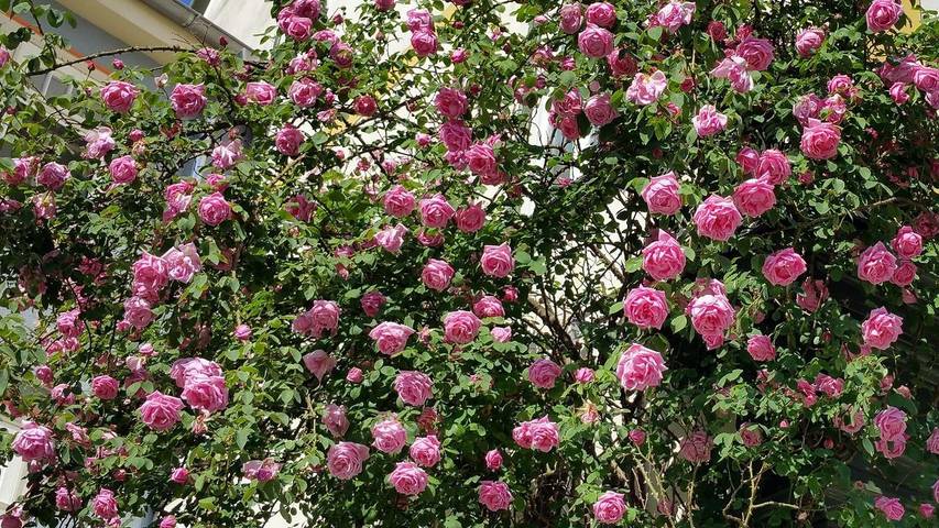 Ferienwohnung für 4 Personen, mit Balkon in Bad Langensalza
