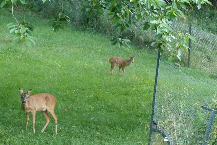 Gîte pour 4 personnes, avec jardin ainsi que vue et piscine à Ranspach - 4