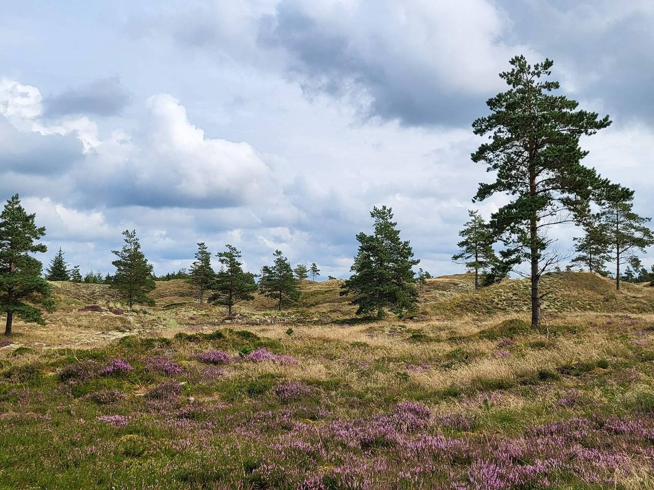 Afsidesliggende oase i Thorup in Thorup Strand, Jammerbugt