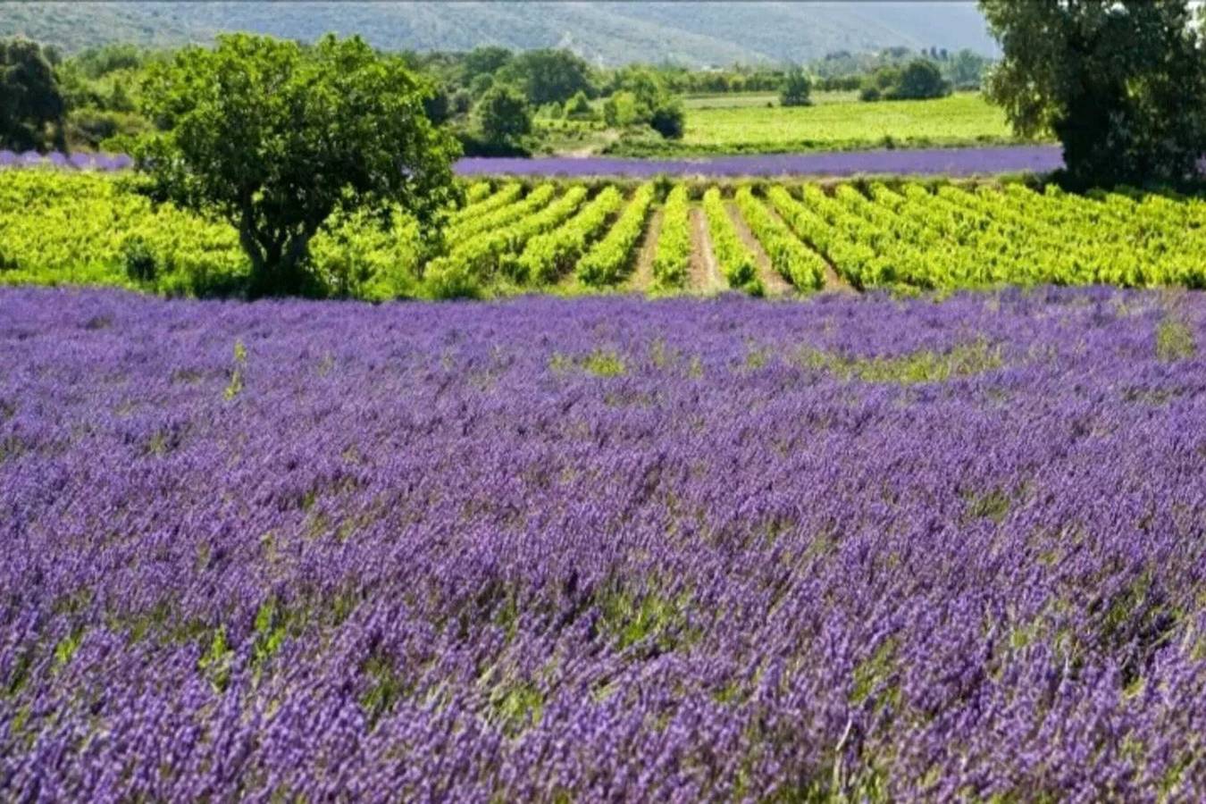 Apartamento entero, Apartamento moderno en Nyons - 60 m² - Vista a la montaña in Nyons, Región de Nyons