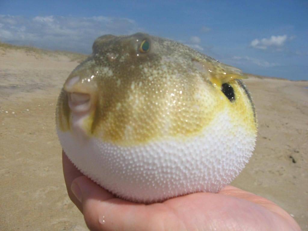 Neueres Haus am Meer im Herzen von Nags Head. Neue Auflistung! Schöner Ort! in Nags Head, Dare County