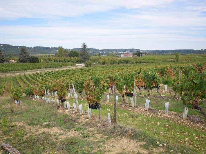 Villa avec piscine privée au milieu des vignes in Vire-sur-Lot, Quercy