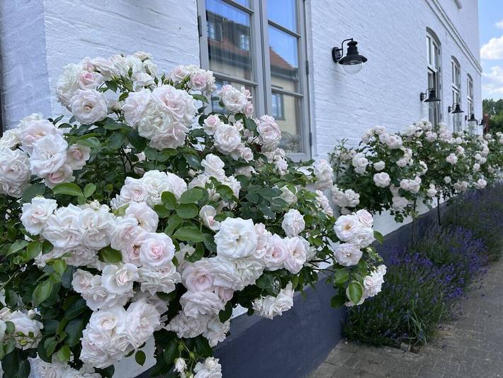 Ferienhaus für 4 Personen, mit Terrasse, mit Haustier in Angeln Halbinsel - 2