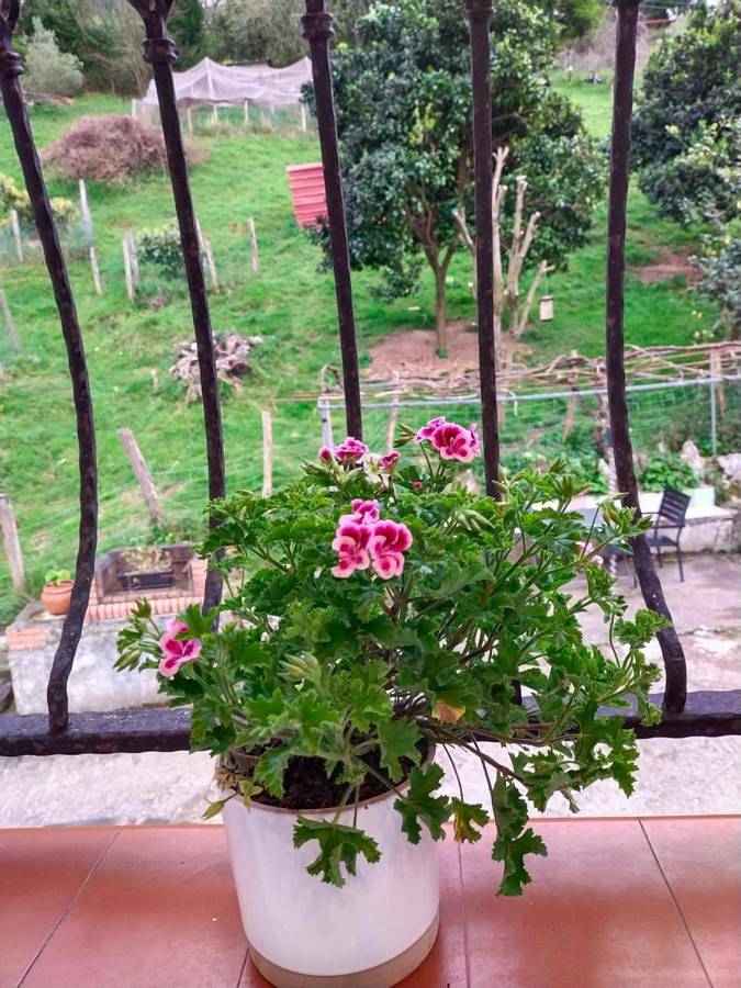 Gîte pour 4 personnes, avec jardin et vue, animaux acceptés à Mutriku - 3