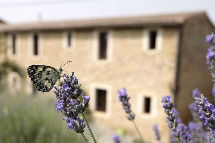 Papillon 2 personnes in Plavilla, Carcassonne und Umgebung