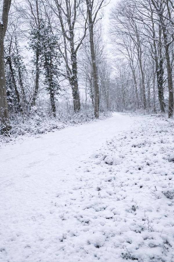 Chambre d’hôte pour 2 personnes, avec jardin à Renesse - 4