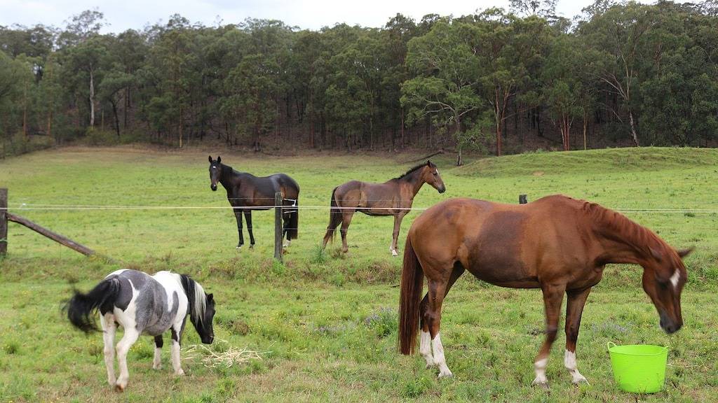 Familien-, Pferde- und Hundefreundlich
20 Minuten zu Konzertsälen in Hunter Valley