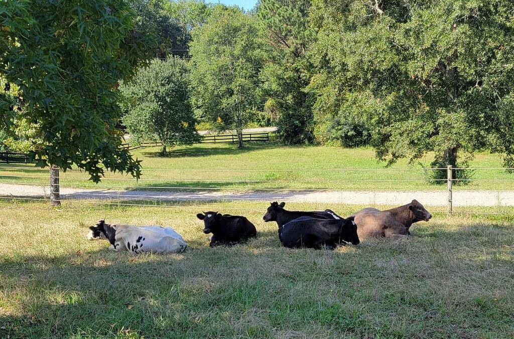 Camping for 6 Guests in Georgia, USA