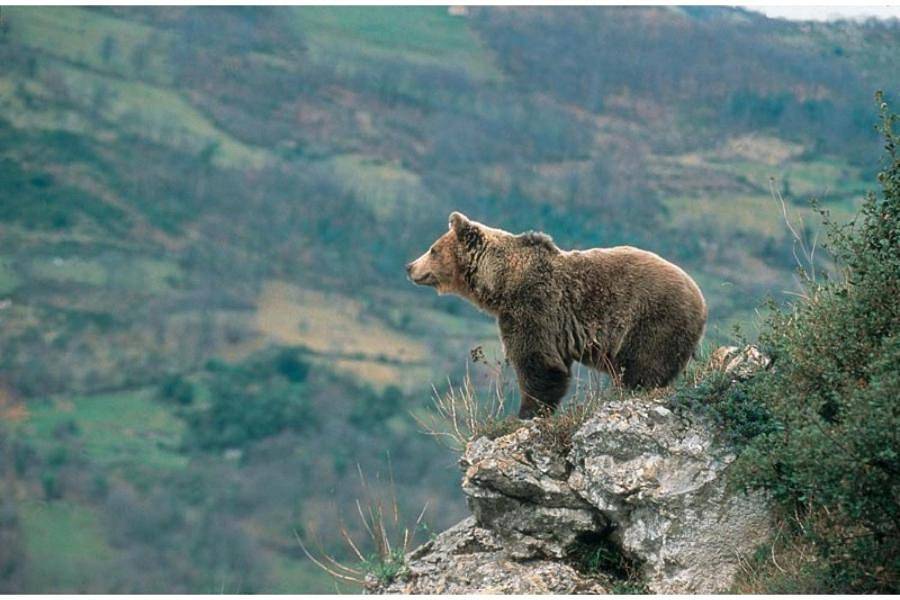 Apartamento entero, El mirador del oso in Pola de Somiedo, Somiedo