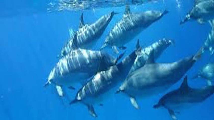 Villa pour 2 personnes, avec jacuzzi ainsi que balcon et jardin dans Hawai - 2