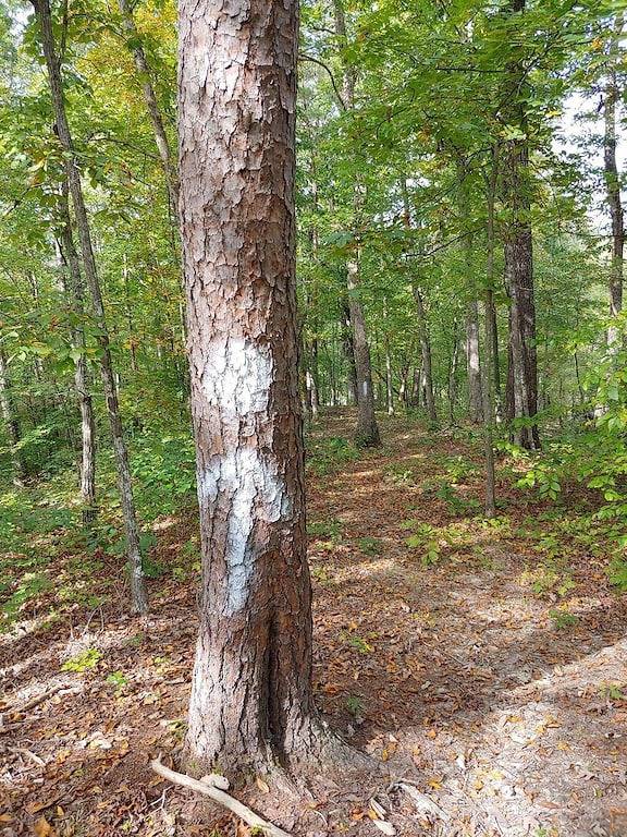 Sits on 8 private Acres, hiking trails at this secluded chalet! Wi-Fi, Hot Tub in Daniel Boone National Forest