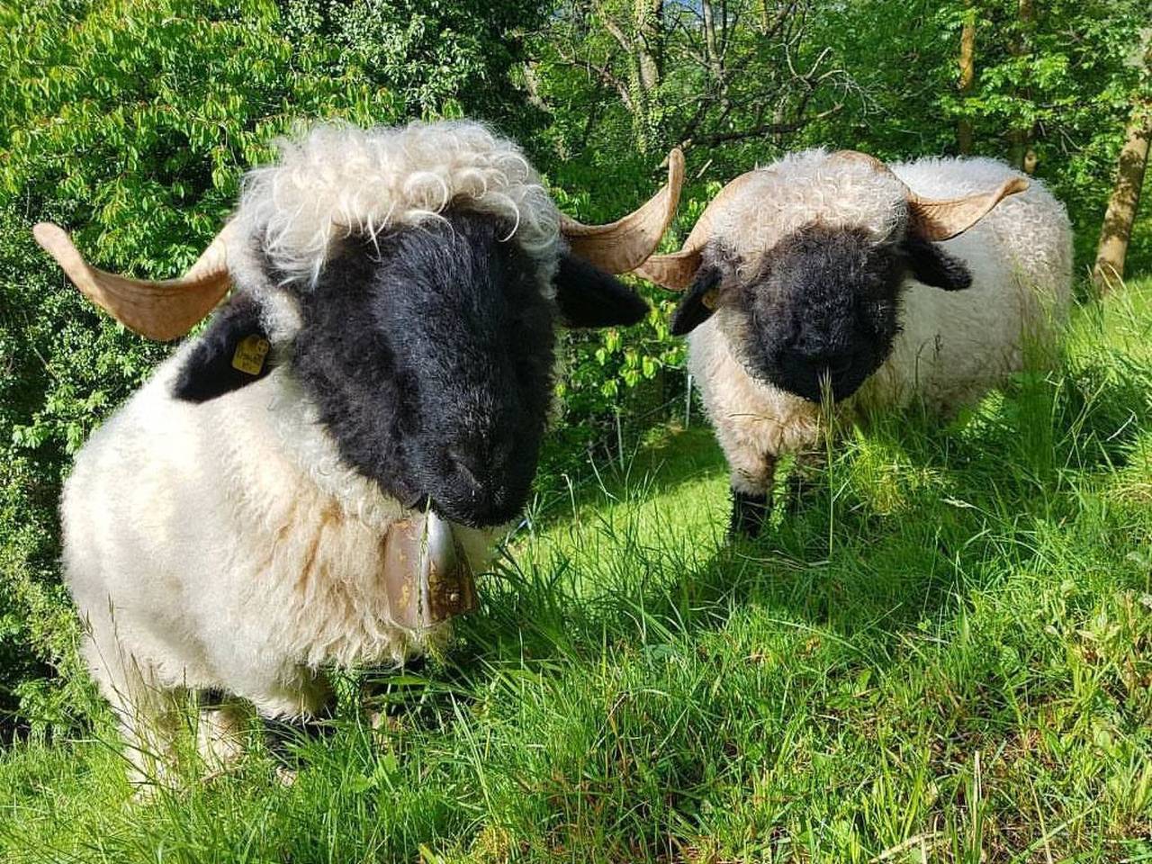 Ganze Wohnung, Sandgrube 2. Og Süd in Riederalp, Aletsch Arena