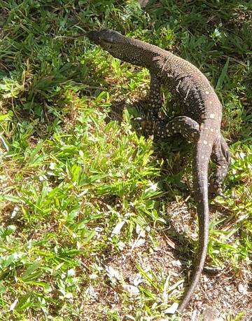 Log Cabin for 2 People in Far North Queensland, Queensland, Photo 4