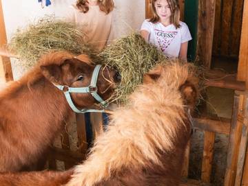Hotel für 5 Personen in Vorderstoder, Steyr-Kirchdorf, Bild 3