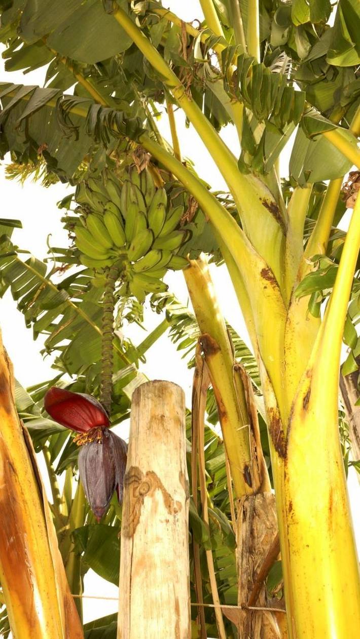 Casa de vacaciones para 5 personas, con Balcón y Terraza además de Jardín y Vistas en Santarém - 2