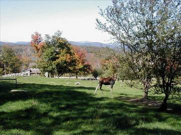 Cottage for 6 People in Vermont, USA, Photo 3