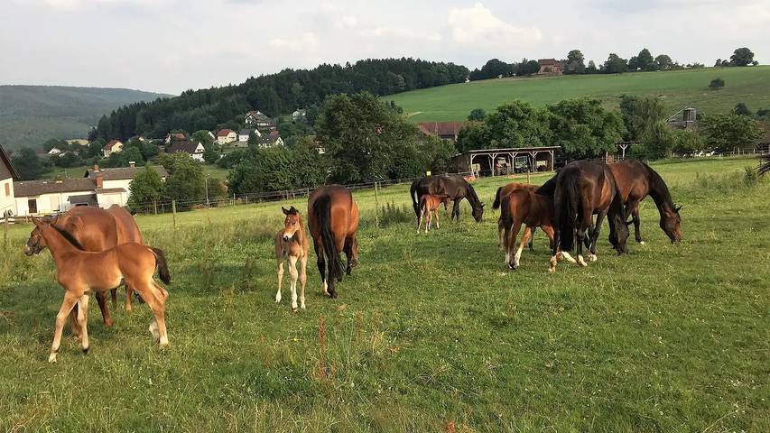 Ferienhaus für 4 Personen im Odenwald - 4