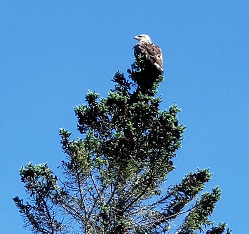 Waterfront cabin/Military discount/ Kayaks/ Fire pit/ beach/No pet fee/ deck in Washington County (Maine)