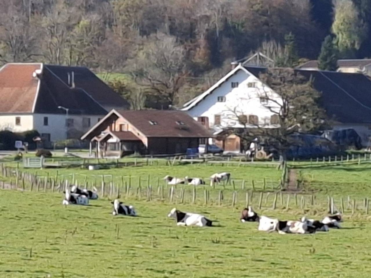 Les Bruchels - Le chant des sapins in Plateau de Valdahon, Doubs