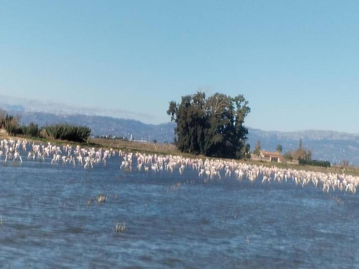 Casa rural para 7 personas, con vistas además de piscina y jardín, Se admiten mascotas en Delta del Ebro - 2