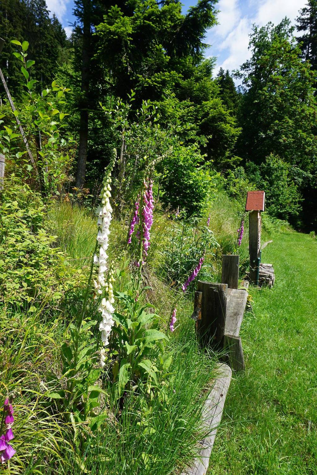 s'Heisl em Woid - 1 x Fewo 60 qm, foto 13