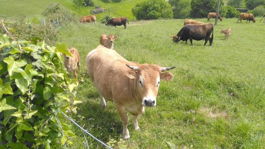 Casa rural para 2 personas, con jardín y vistas en Donostialdea - 3