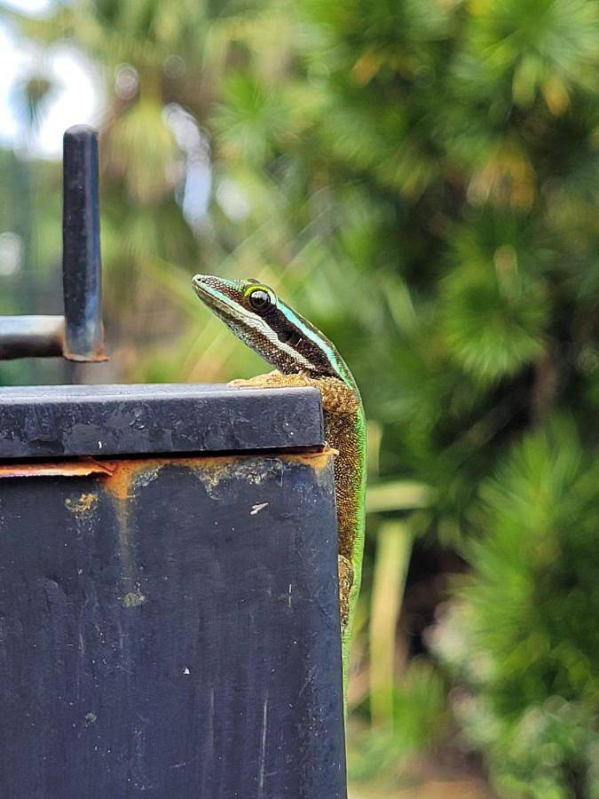 Gîte pour 6 personnes, avec vue ainsi que piscine et jardin à Manapy les Bains - 3