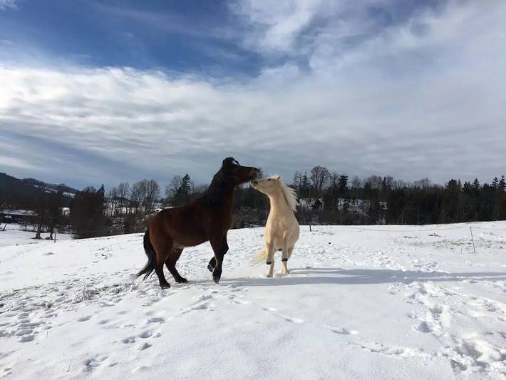 Bauernhof für 4 Personen, mit Sauna und Garten sowie Pool, kinderfreundlich im Bayerischer Wald - 4