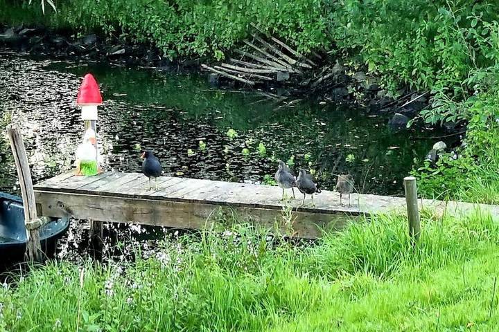 Location de vacances pour 8 personnes, avec jardin, animaux acceptés à Roeselare - 2