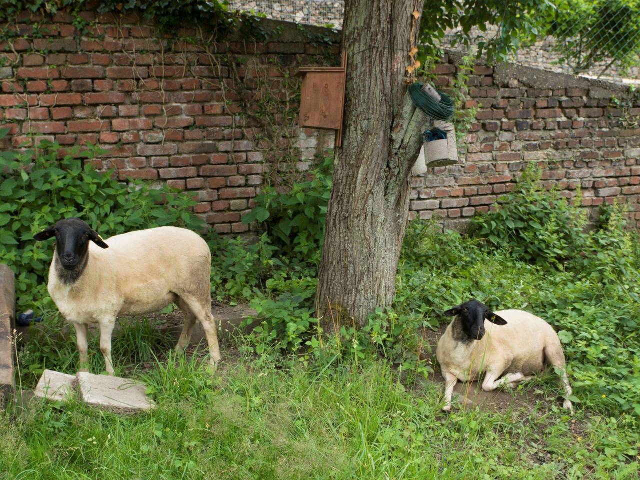 Ganze Ferienwohnung, Ferienwohnung im Haus Charlotte - Ferienwohnung/1 Schlafraum/Dusche, Wc in Wiebelskirchen, Neunkirchen
