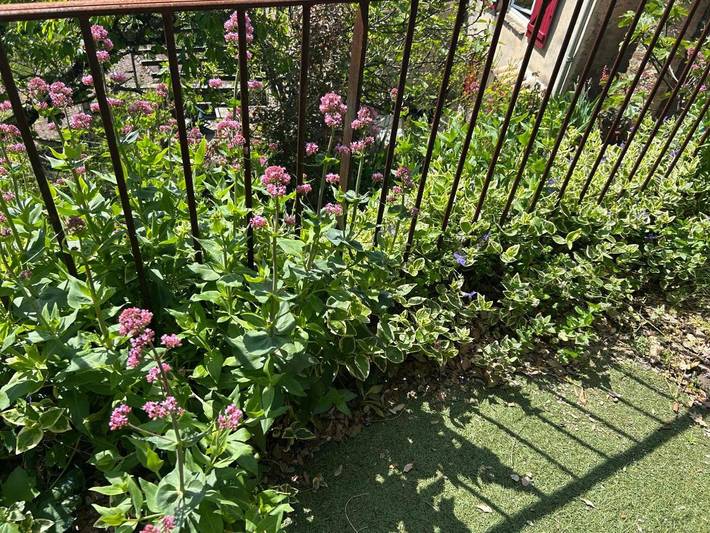 Location de vacances pour 6 personnes, avec jardin et vue, animaux acceptés à Saint-Vincent-d'Olargues - 4