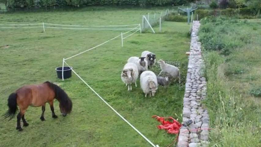 Ferienwohnung für 5 Personen, mit Garten in Kargow - 3