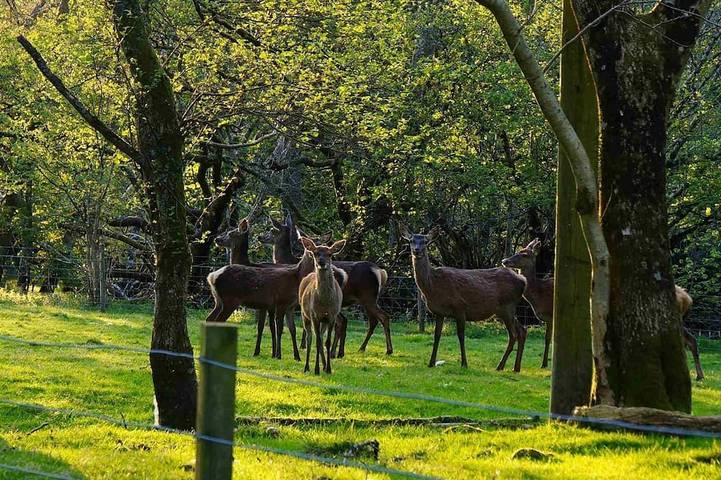 Woodland Hazel Lodge by Killin, Loch Tay in Killin, Stirling und Umgebung