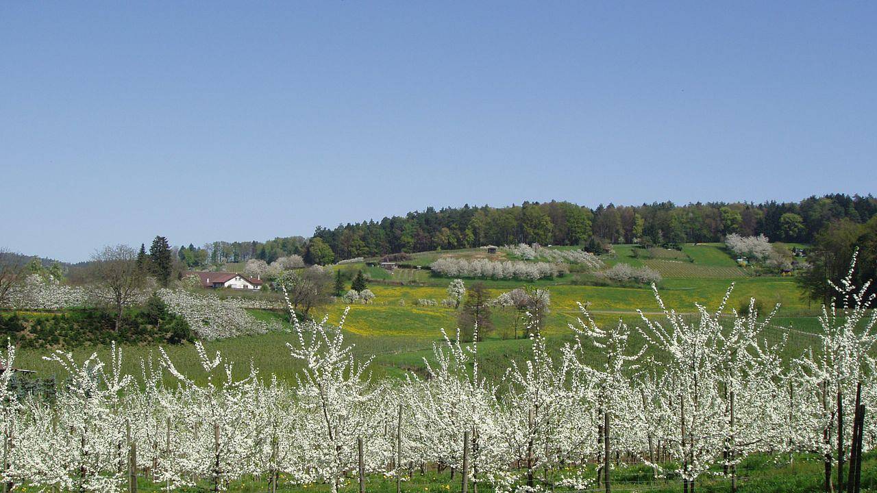 Appartement de vacances entier, Ferienwohnung für 2 Personen (35 m²) in Kressbronn am Bodensee in Kressbronn am Bodensee, Region Bodensee-Oberschwaben