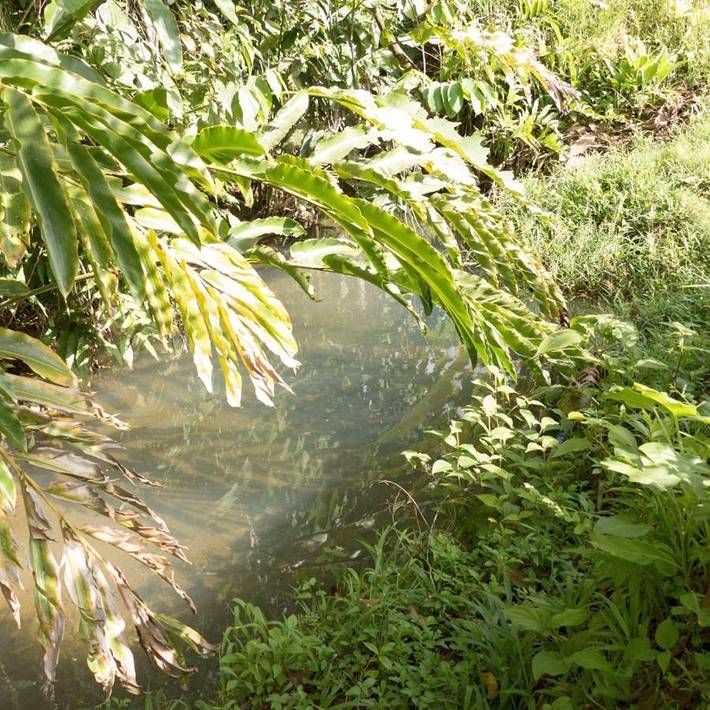 Gîte pour 4 personnes, avec vue ainsi que piscine et jardin à Petit-Bourg - 3