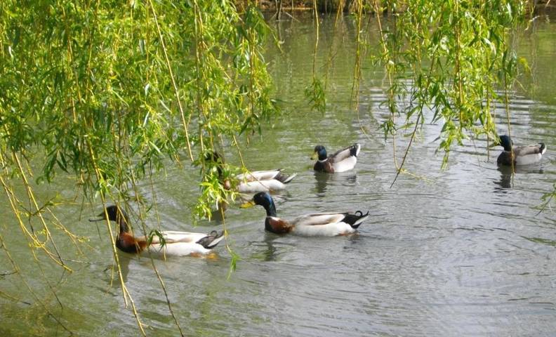 Hôtel pour 2 personnes, avec vue et sauna ainsi que piscine et jardin à Eyrans - 3