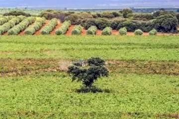 Casa Rural para 12 Personas en Fernán Caballero, Provincia de Ciudad Real, Foto 3