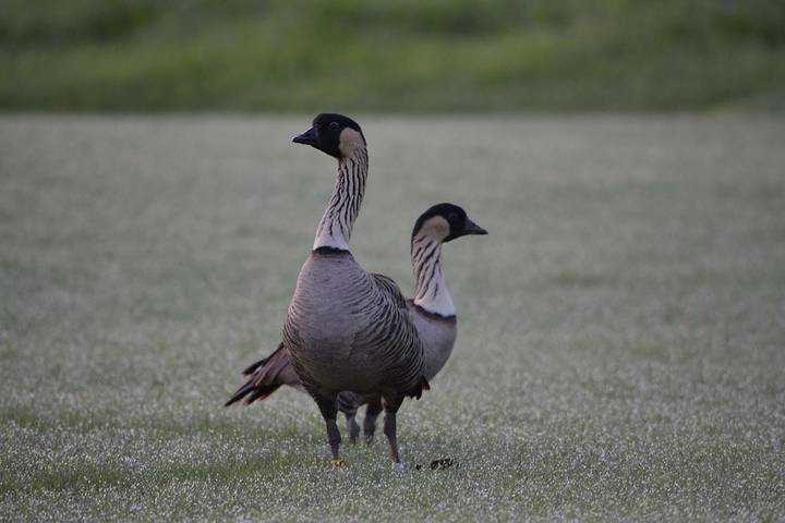 Villa pour 4 personnes, avec piscine et balcon dans Hawai - 3