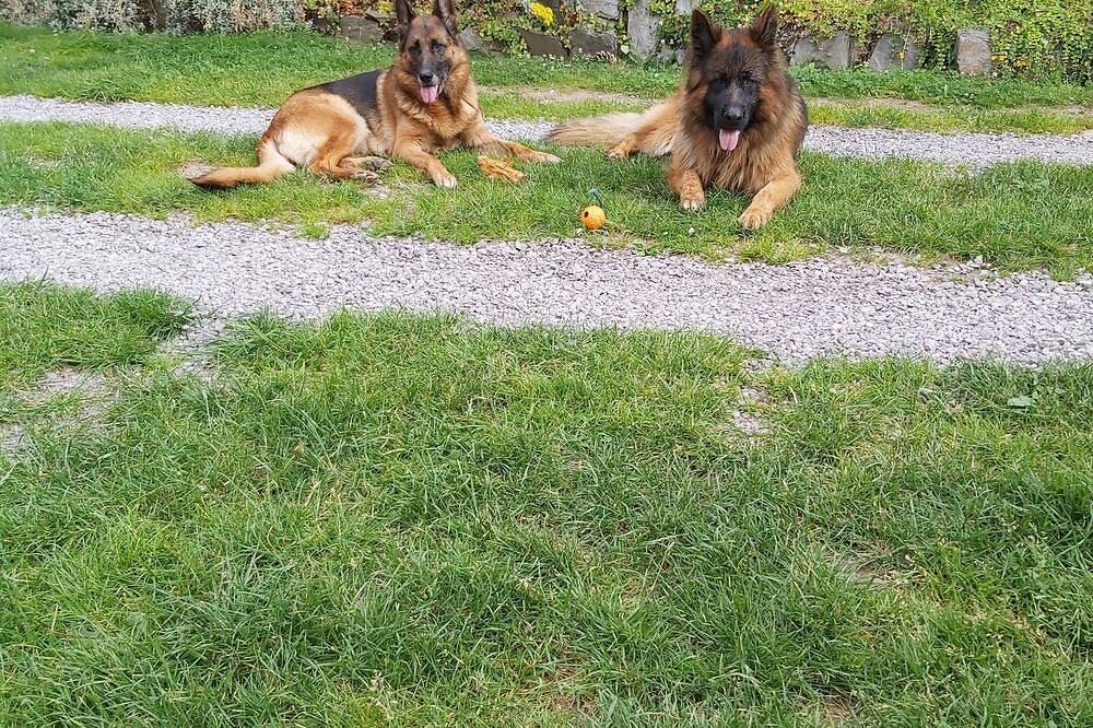 Wohlfühloase für Herrchen und Hund in Königsee-Rottenbach, Ostthüringen