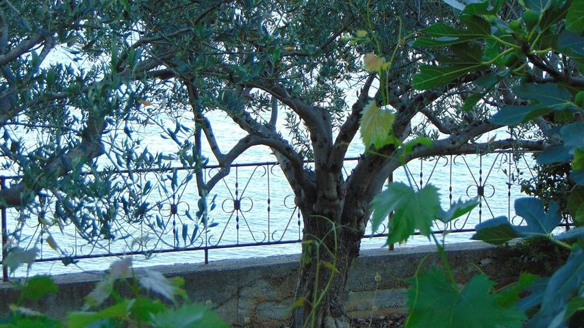 Apartament wakacyjny dla 3 osób, z taras w Seget Vranjica